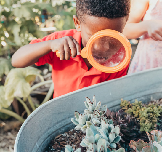 little boy looking through magnifying glass at succulents